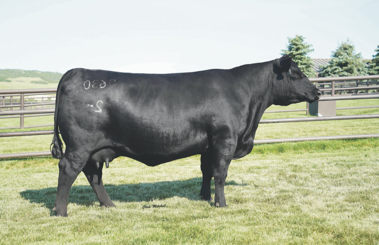 Lot M2 - 5 Units of CA/MAR Lazarus 491 Reg: AAA +*20863466