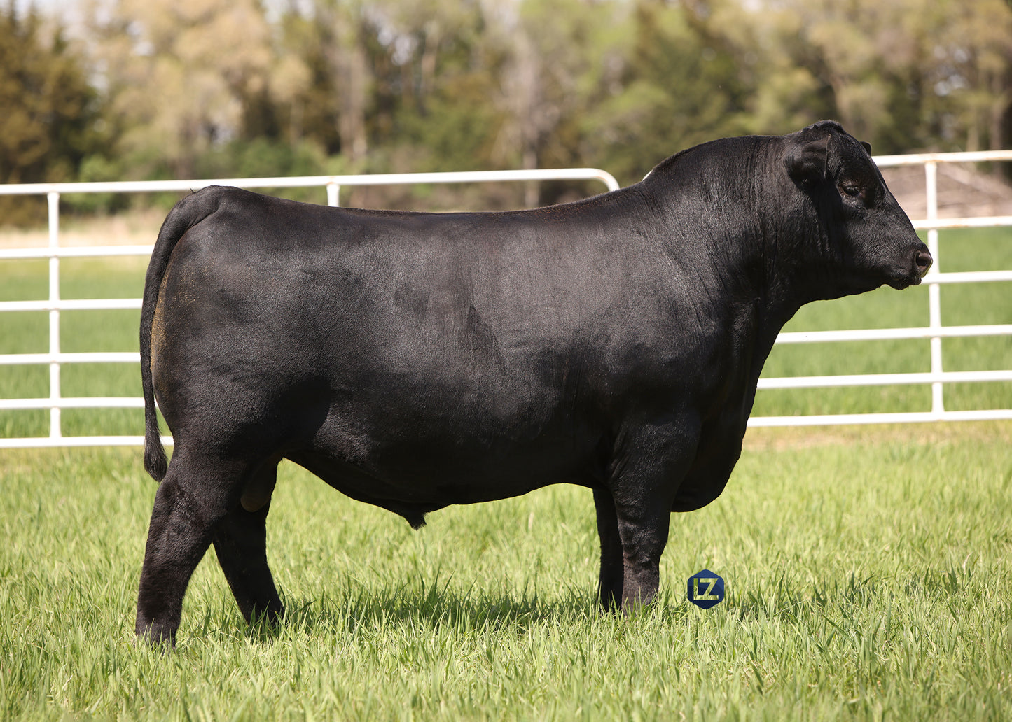 Lot K1 - 5 units of 44 Yoked Reg: AAA *20747608
