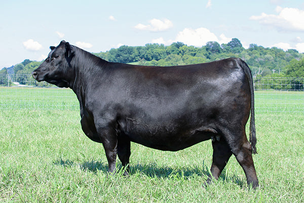 Lot A2 - 5 Units of Wilks Warrior 3715 Reg: AAA +*20753062