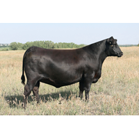 Lot O2 - 5 units of SEO Americano Reg: AAA +*20558620