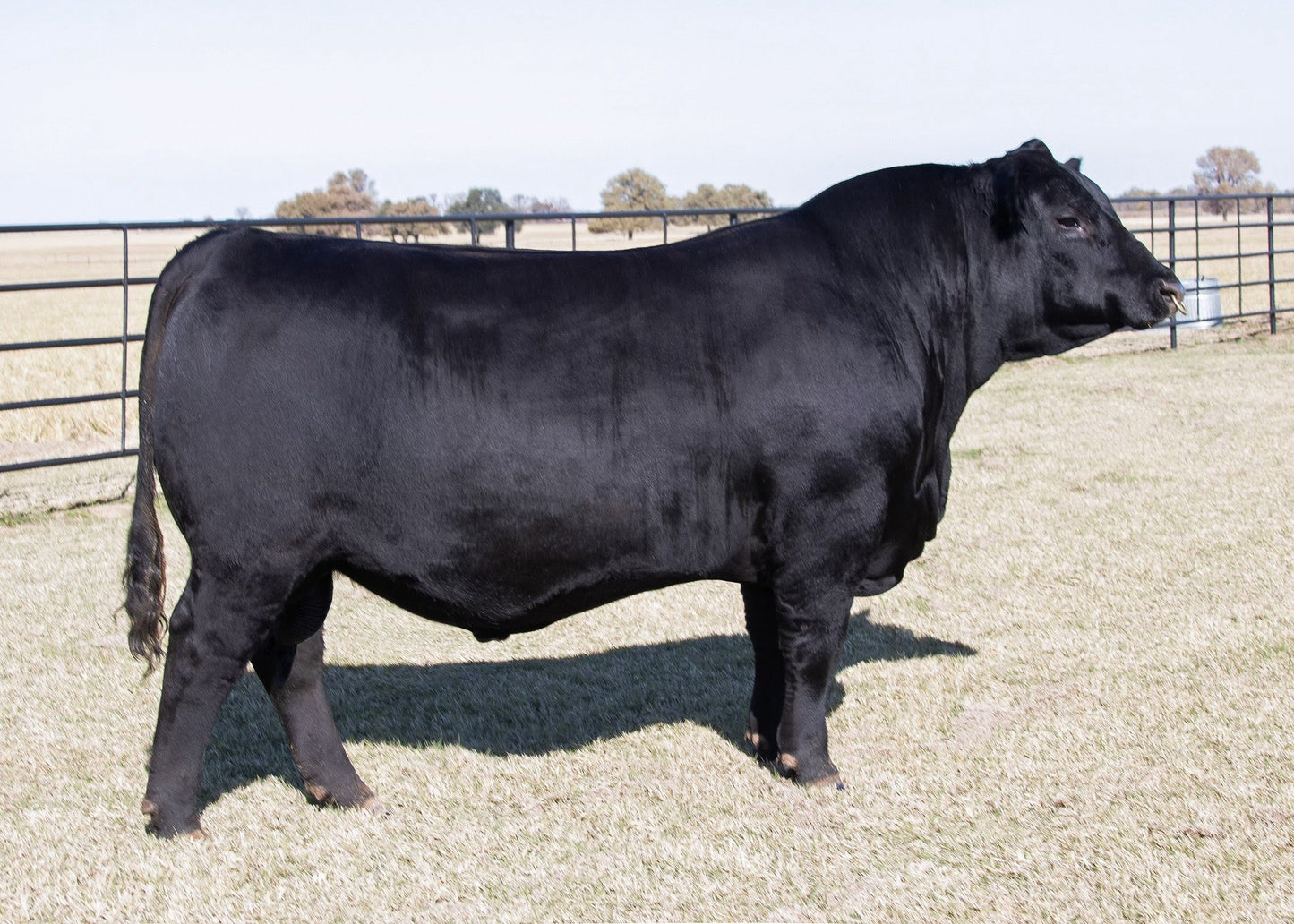 Lot A2 - 5 Units of Wilks Warrior 3715 Reg: AAA +*20753062