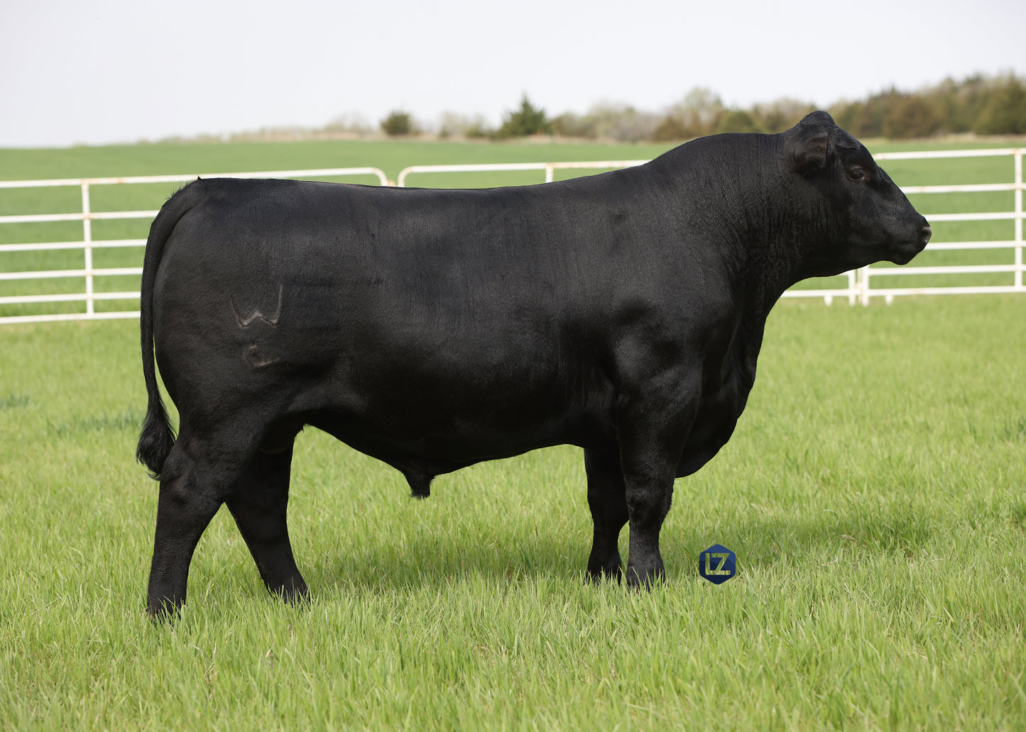 Lot H2 - 5 Units of Poss David 3913 Reg: AAA +*20727571