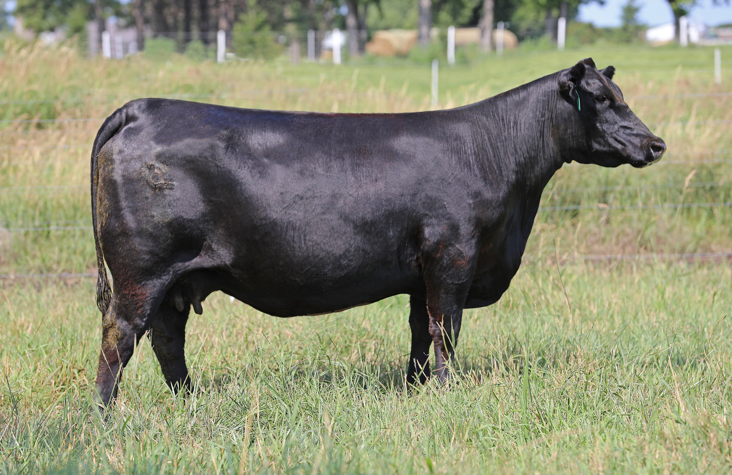 Lot H2 - 5 Units of Poss David 3913 Reg: AAA +*20727571