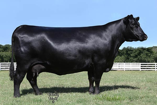 Lot X2 - V A R Next Level 1534 Reg: AAA +*20131066