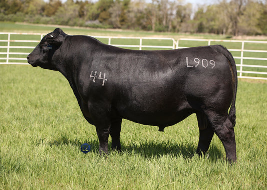 Lot D2 - 5 Units of 44 Noble Gaines L909 Reg: AAA +*20788318
