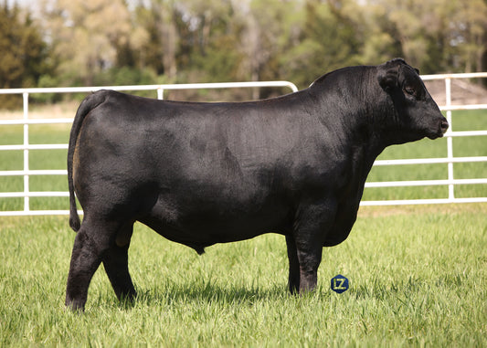 Lot K1 - 5 units of 44 Yoked Reg: AAA *20747608