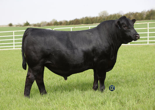 Lot G1 - 5 Units of BNWZ Solomon 3047 Reg: AAA +*20830159