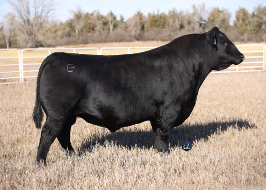 Lot E1 - 5 Units of Baldridge Incognito J852 Reg: AAA +*20184105