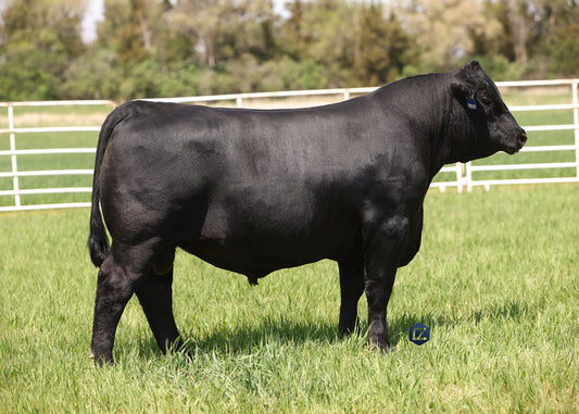 Lot M1 - 5 Units of CA/MAR Lazarus 491 Reg: AAA +*20863466