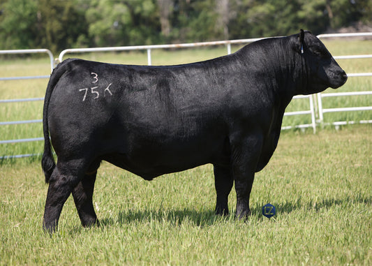 Lot B1 - 5 Units of Connealy Jet Stream 375K Reg: AAA +*21010683