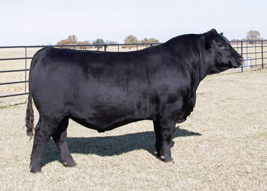 Lot A1 - 5 Units of Wilks Warrior 3715 Reg: AAA +*20753062