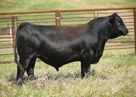 Lot O1 - 5 units of SEO Americano Reg: AAA +*20558620