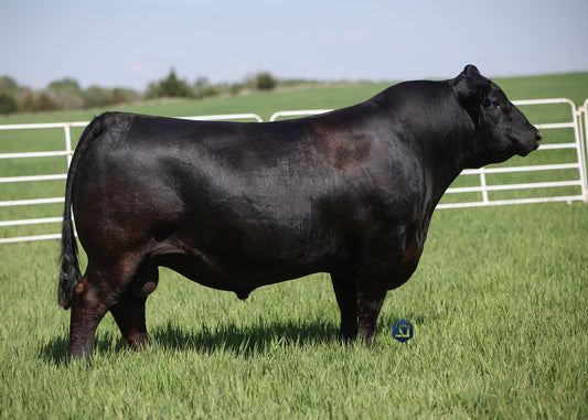Lot X1 - V A R Next Level 1534 Reg: AAA +*20131066