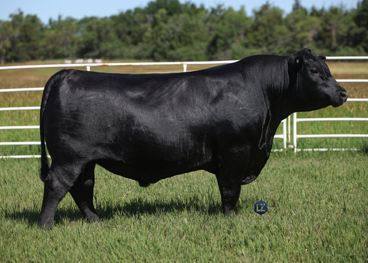 Lot A2 - 5 Units of Wilks Warrior 3715 Reg: AAA +*20753062